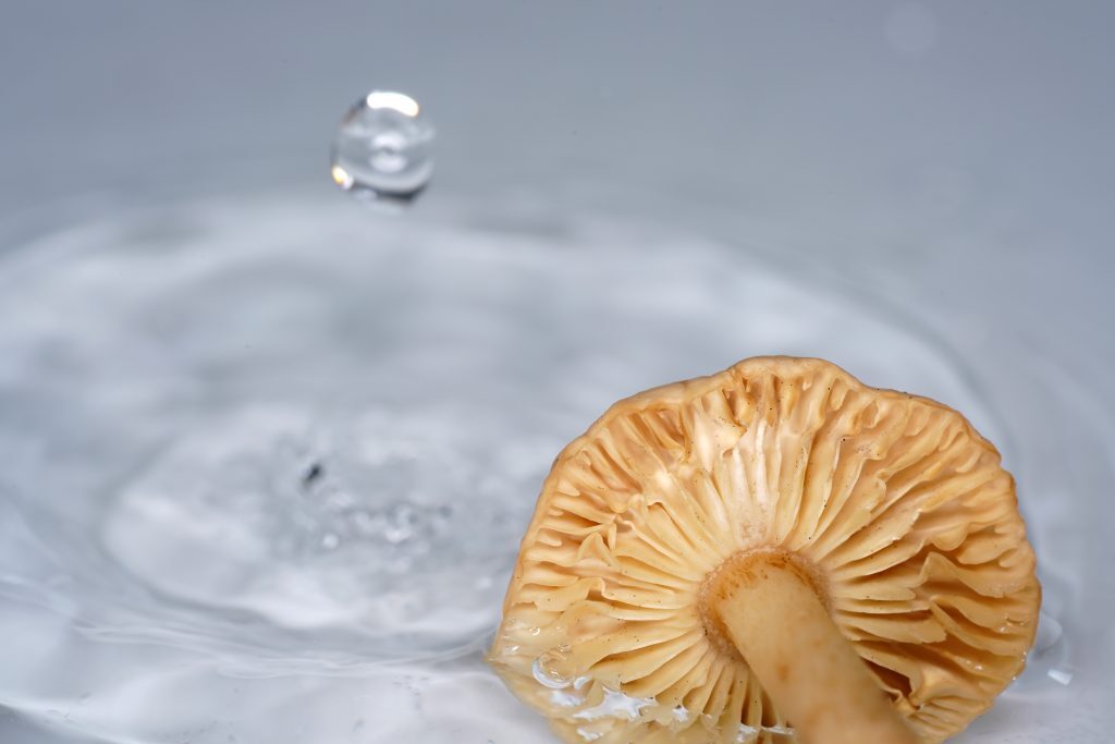 靈芝外泌體是什麼