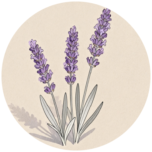 植萃精油成分：真正薰衣草