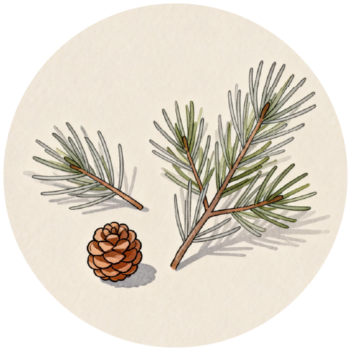 植萃精油成分：大西洋雪松與維吉尼亞雪松