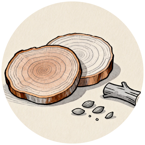 植萃精油成分：花梨木