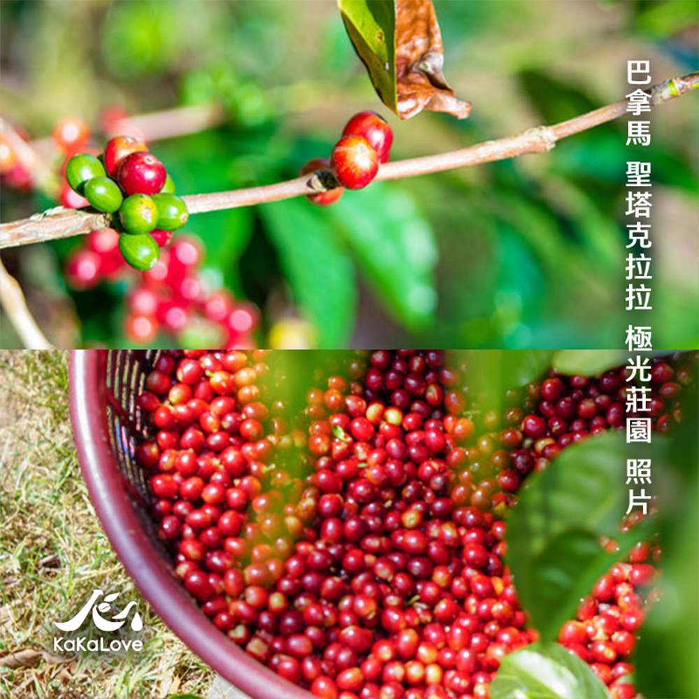 巴拿馬 日曬 聖塔克拉拉 極光莊園 卡塔莉娜 瑰夏/藝伎 (空運批次) 0.25磅