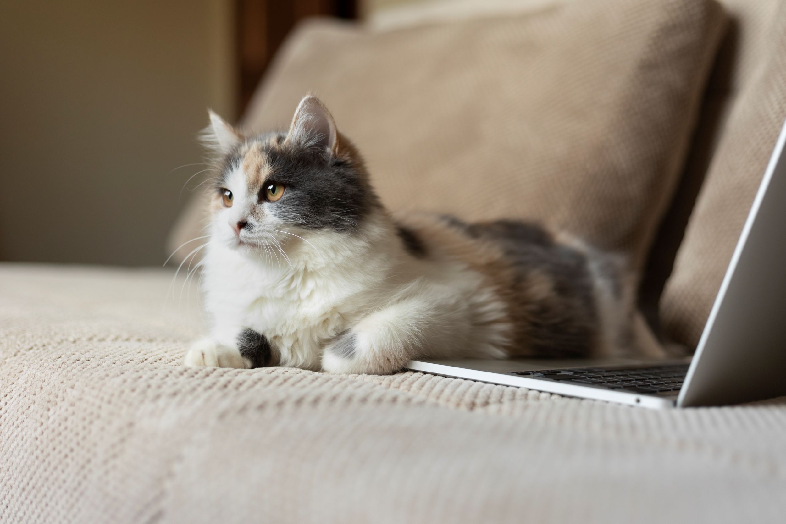 貓咪覺得冷，所以躺在筆電上面的照片