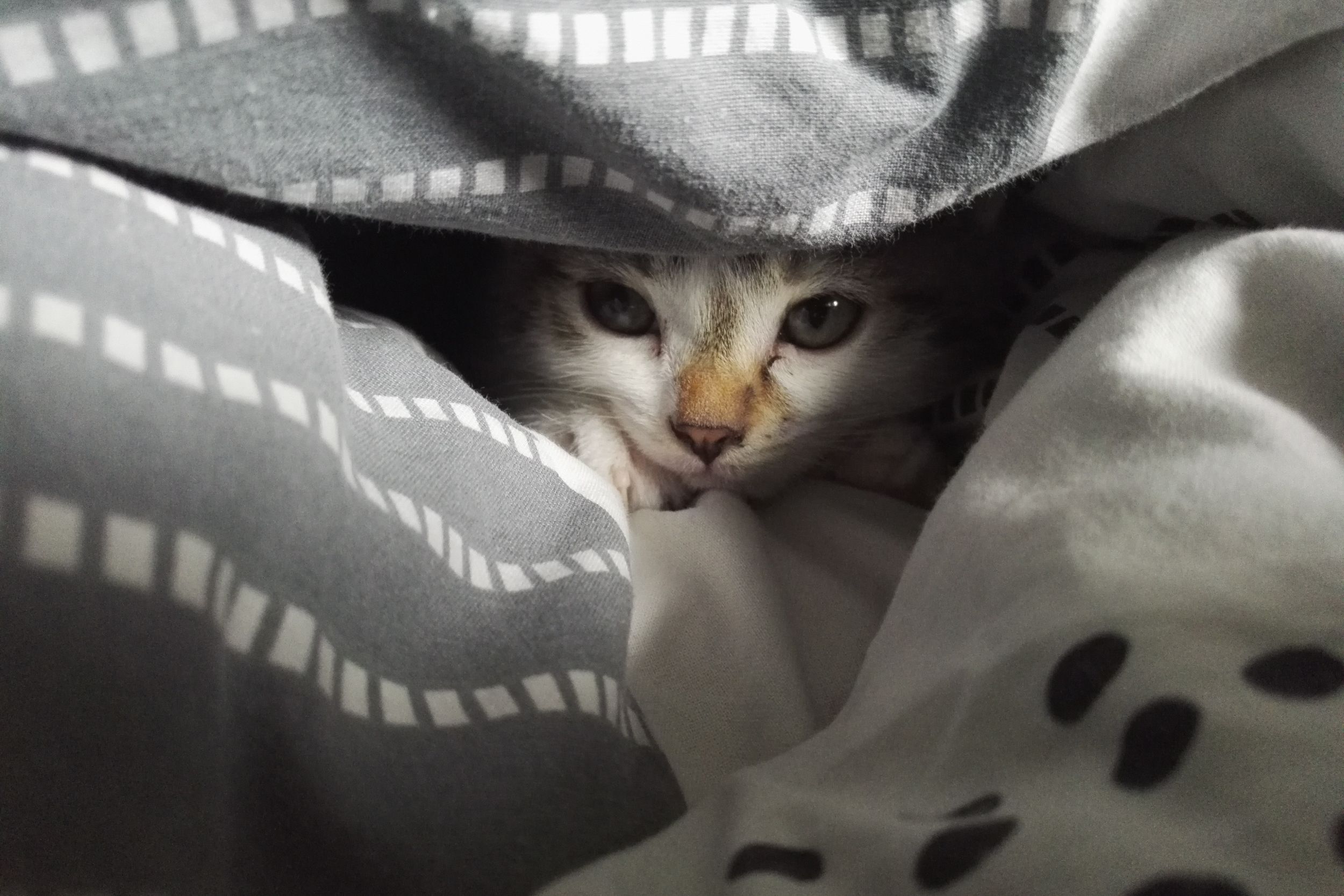 貓咪冷的徵兆：躲到棉被裡的照片