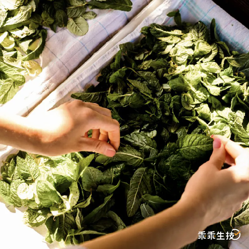 美國大廠專利晚安多酚