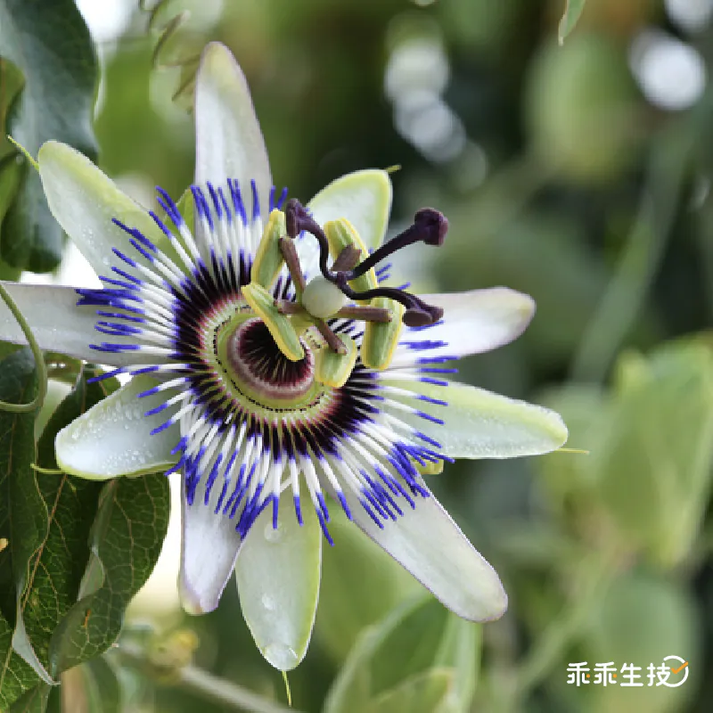 SIVI®西番蓮萃取