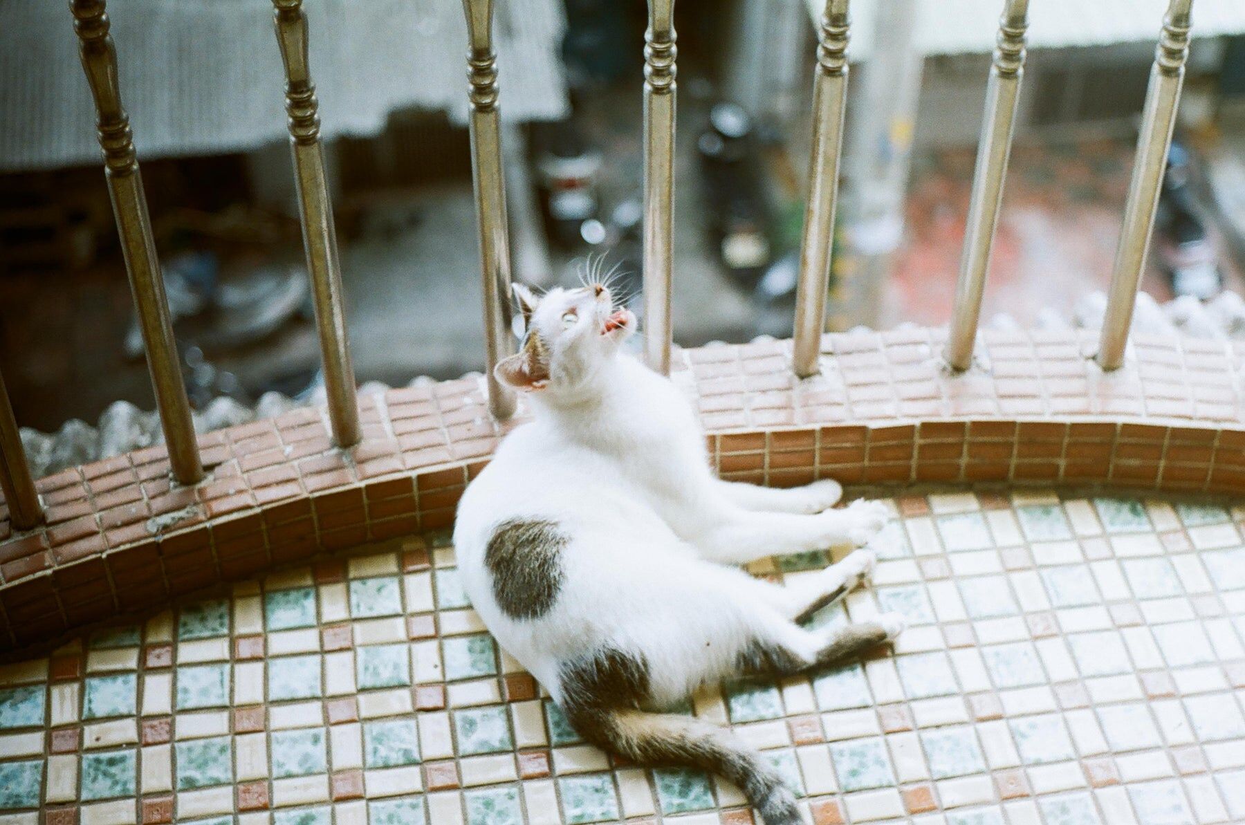 Kodak ColorPlus 200 36Exp 35mm Film 菲林