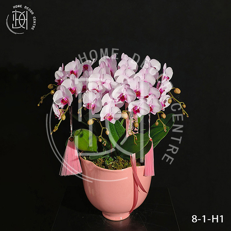 蝴蝶蘭杭州美女-單株3.5寸柸（8柸）N26-8-1