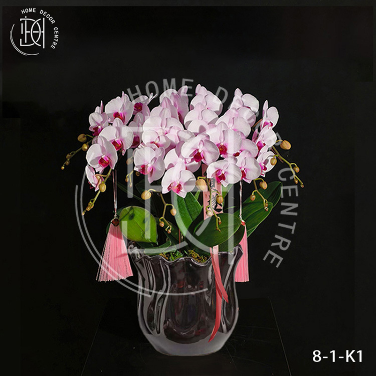 蝴蝶蘭杭州美女-單株3.5寸柸（8柸）N26-8-1