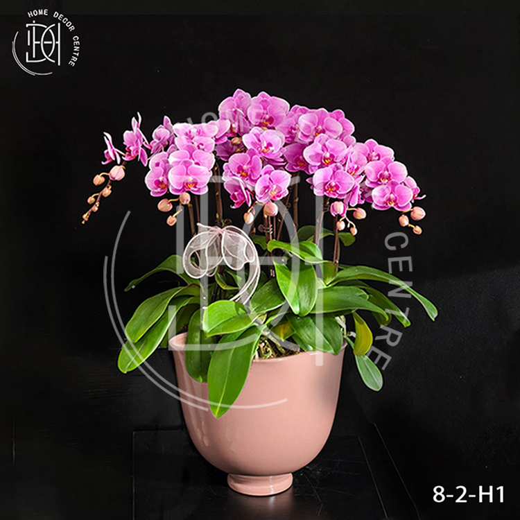 蝴蝶蘭L29-單株2.8寸柸（8柸）N26-8-2-H1