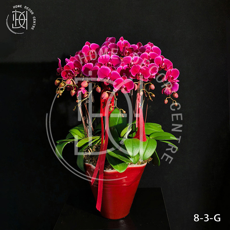 蝴蝶蘭香山-單株3.0寸柸（8柸）N26-8-3-G