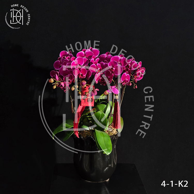 蝴蝶蘭香山-雙株3.0寸柸（4柸）N26-4-1-K2