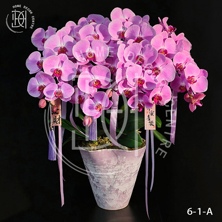 蝴蝶蘭粉冠軍-單株3.5寸柸（6柸）N26-6-1