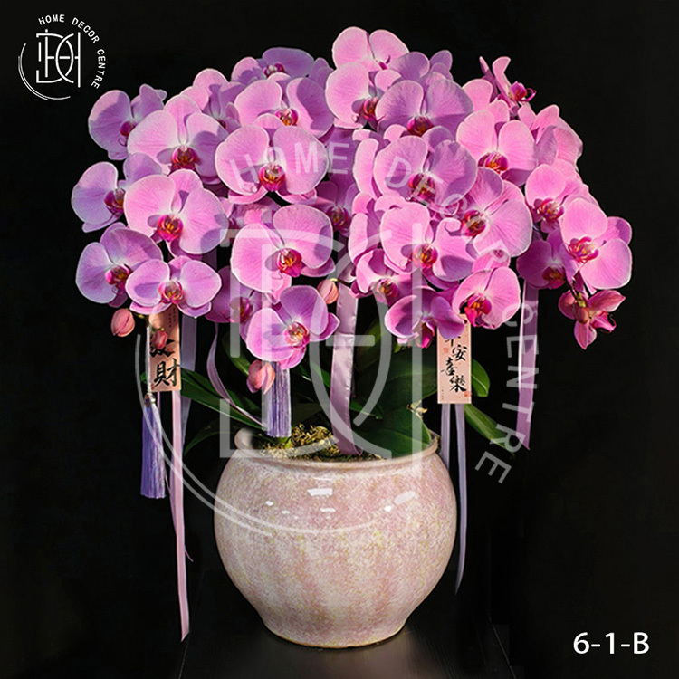 蝴蝶蘭粉冠軍-單株3.5寸柸（6柸）N26-6-1