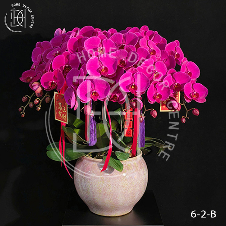 蝴蝶蘭大辣椒-單株3.5寸柸（6柸）N26-6-2