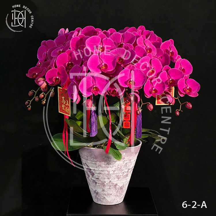 蝴蝶蘭大辣椒-單株3.5寸柸（6柸）N26-6-2