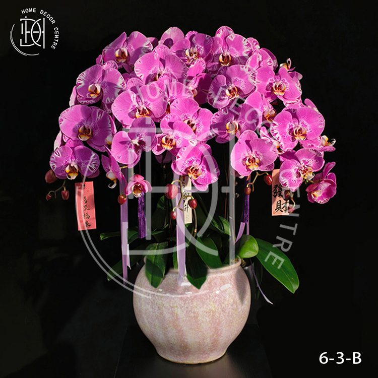 蝴蝶蘭藏寶圖-單株3.5寸柸（6柸）N26-6-3