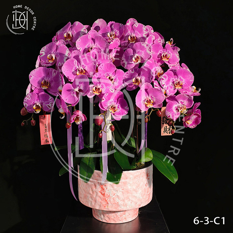 蝴蝶蘭藏寶圖-單株3.5寸柸（6柸）N26-6-3