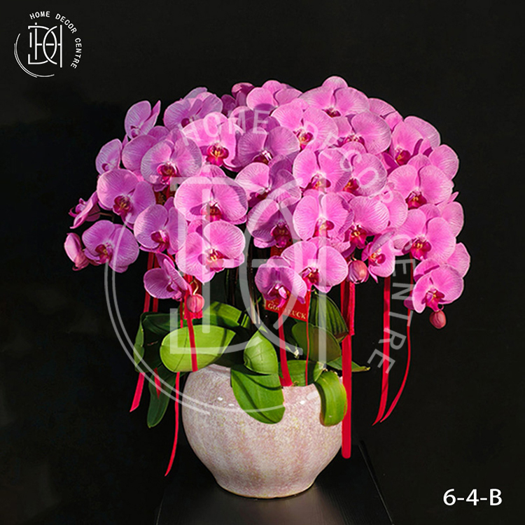 蝴蝶蘭愛麗絲-單株3.5寸柸（6柸）N26-6-4