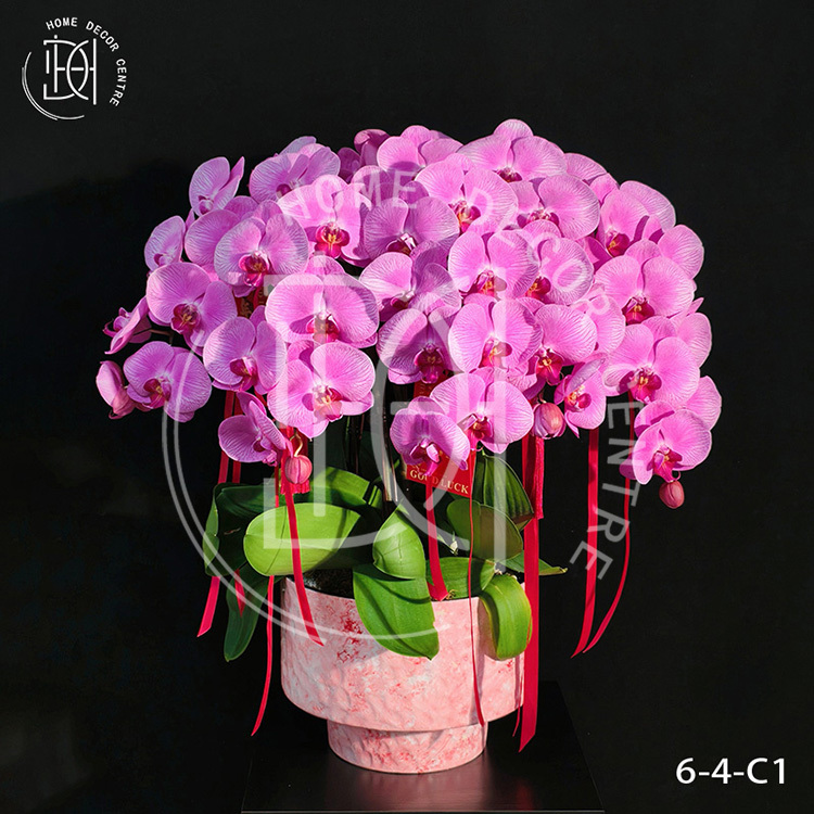 蝴蝶蘭愛麗絲-單株3.5寸柸（6柸）N26-6-4