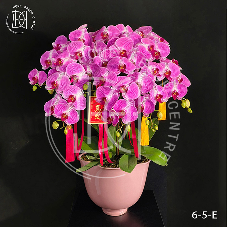 蝴蝶蘭情人2號-單株3.5寸柸（6柸）N26-6-5