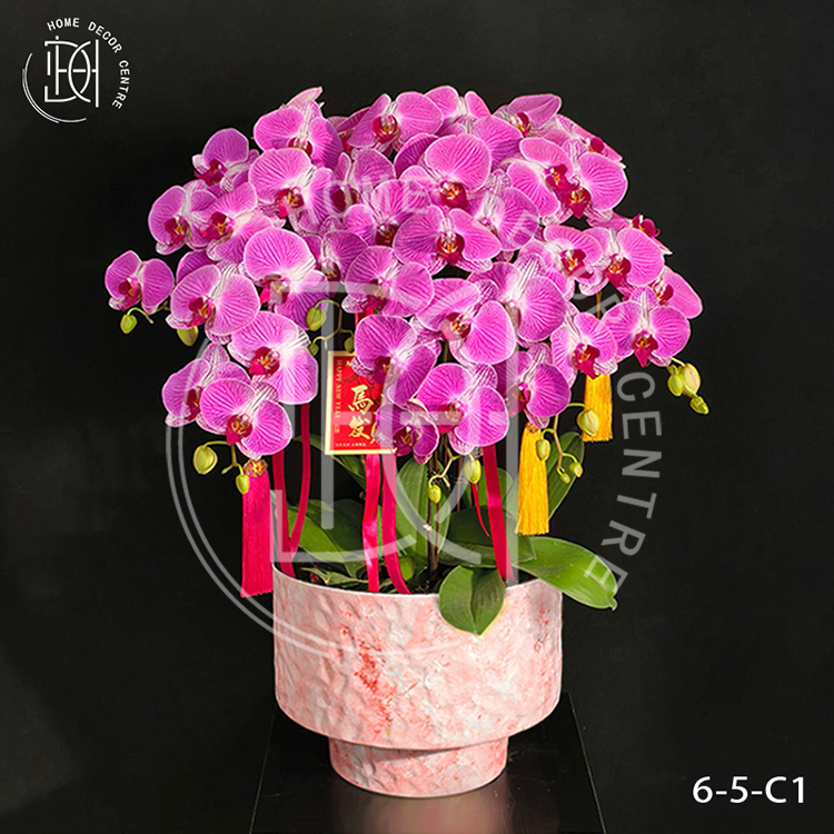 蝴蝶蘭情人2號-單株3.5寸柸（6柸）N26-6-5