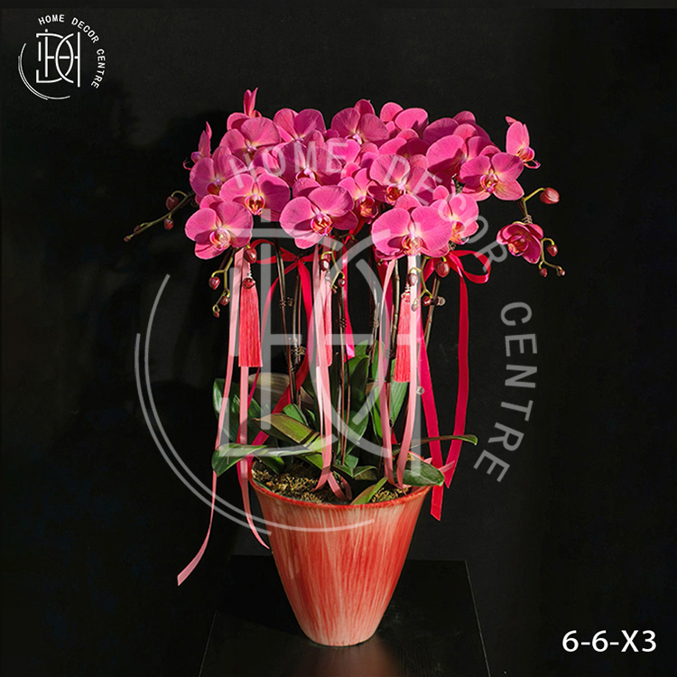 蝴蝶蘭紅蘋果-單株3.5寸柸（6柸）N26-6-6