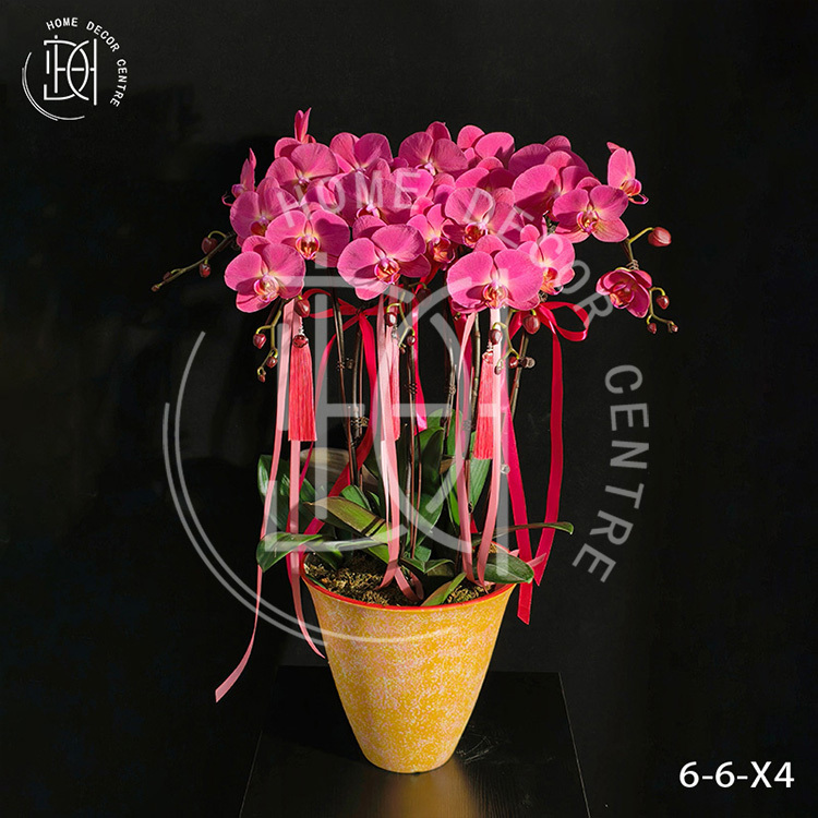 蝴蝶蘭紅蘋果-單株3.5寸柸（6柸）N26-6-6