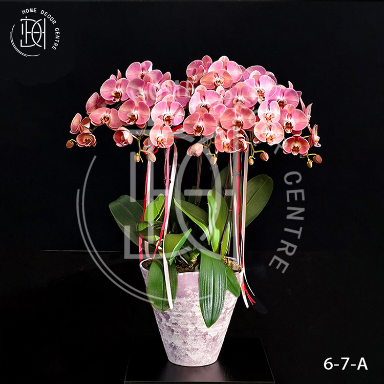 蝴蝶蘭鮭魚-單株3.5寸柸（6柸）N26-6-7