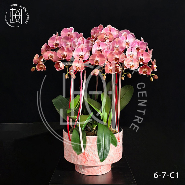 蝴蝶蘭鮭魚-單株3.5寸柸（6柸）N26-6-7