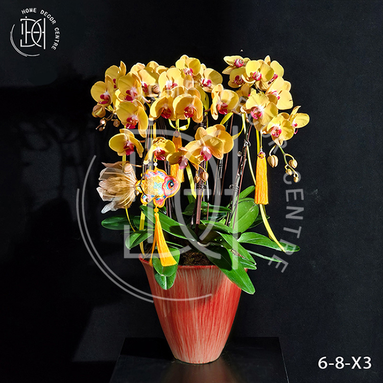 蝴蝶蘭金玉滿堂-單株3.5寸柸（6柸）N26-6-8