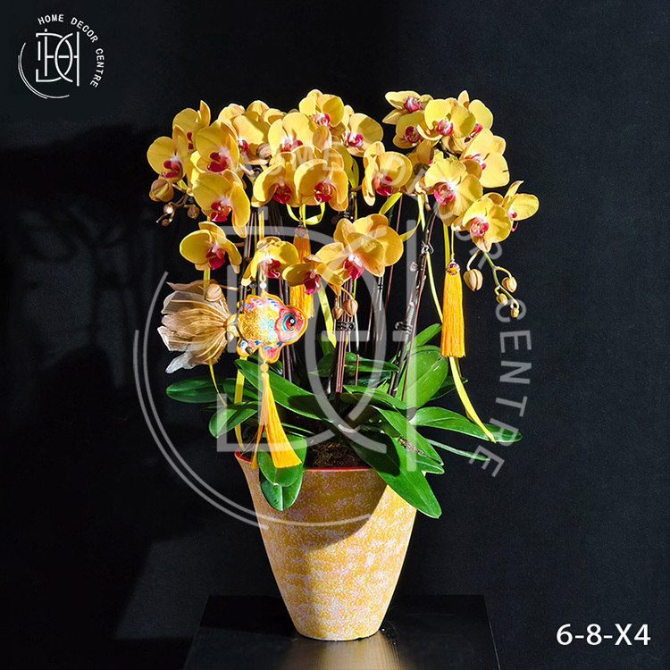 蝴蝶蘭金玉滿堂-單株3.5寸柸（6柸）N26-6-8
