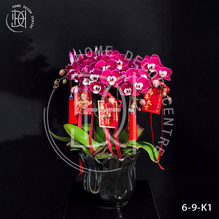 蝴蝶蘭蜜雪兒-單株3.5寸柸（6柸）N26-6-9