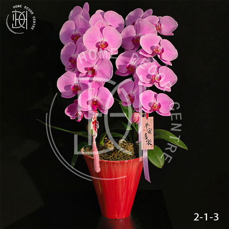 蝴蝶蘭粉冠軍-單株3.5寸柸（2柸）N26-2-1