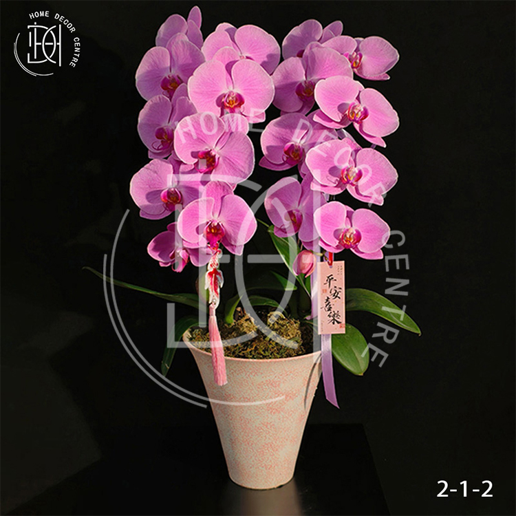 蝴蝶蘭粉冠軍-單株3.5寸柸（2柸）N26-2-1