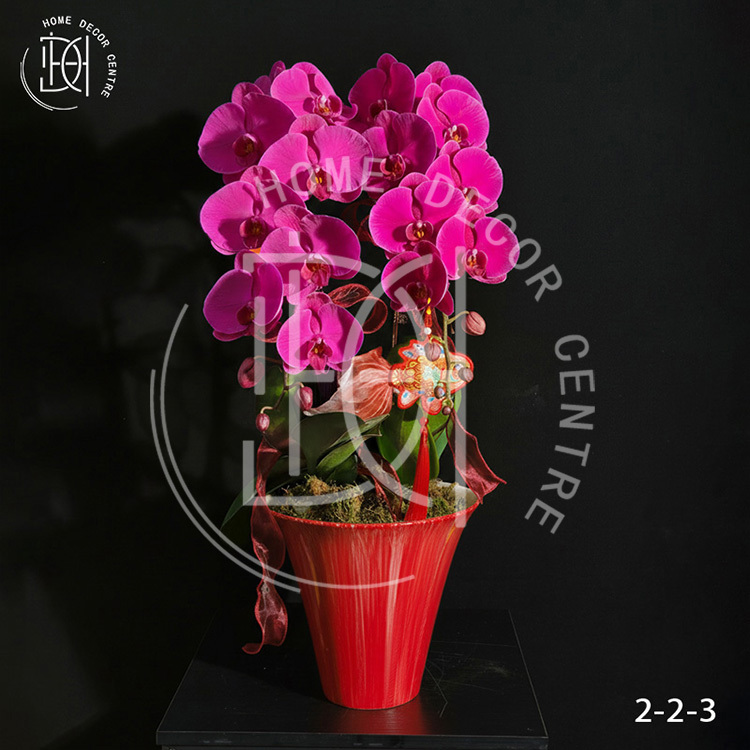 蝴蝶蘭大辣椒-單株3.5寸柸（2柸）N26-2-2