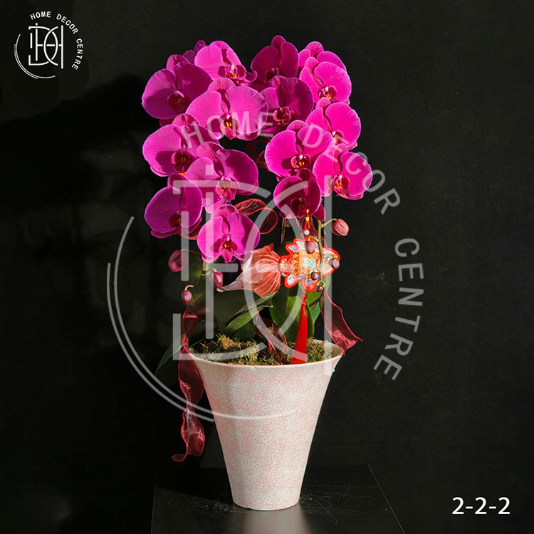 蝴蝶蘭大辣椒-單株3.5寸柸（2柸）N26-2-2