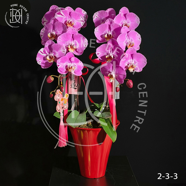 蝴蝶蘭藏寶圖-單株3.5寸柸（2柸）N26-2-3