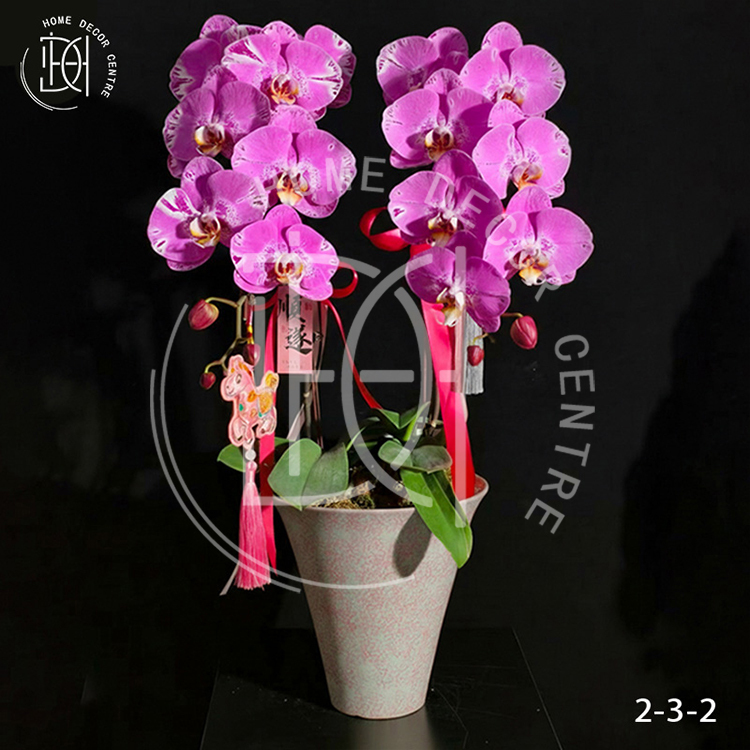 蝴蝶蘭藏寶圖-單株3.5寸柸（2柸）N26-2-3