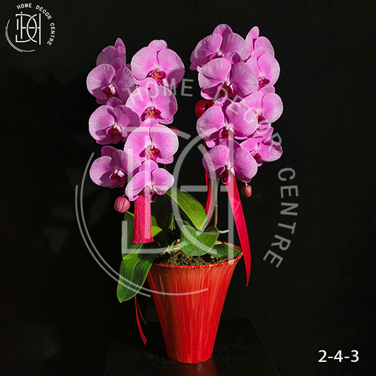 蝴蝶蘭愛麗絲-單株3.5寸柸（2柸）N26-2-4