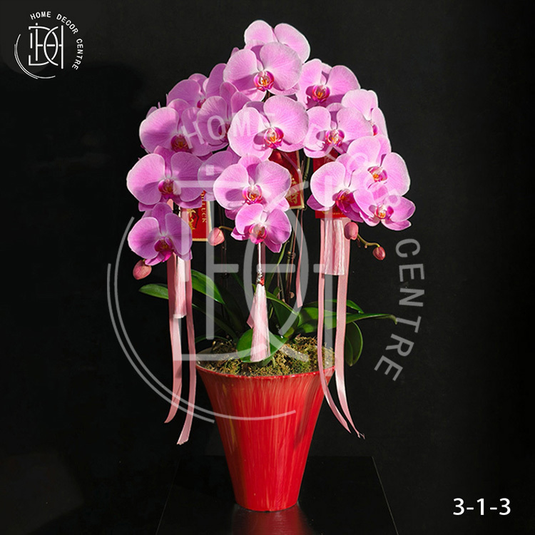 蝴蝶蘭粉冠軍-單株3.5寸柸（3柸）N26-3-1