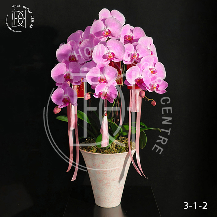 蝴蝶蘭粉冠軍-單株3.5寸柸（3柸）N26-3-1
