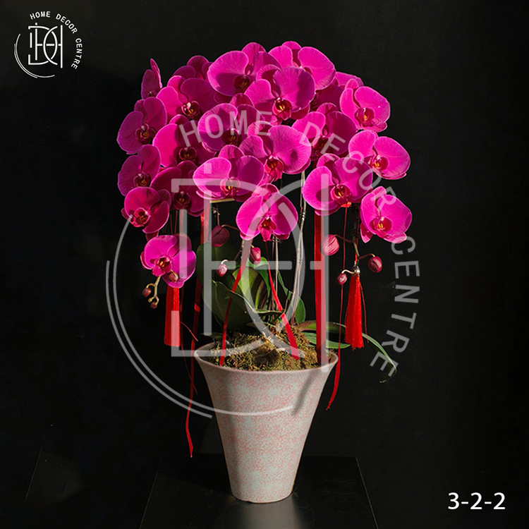 蝴蝶蘭大辣椒-單株3.5寸柸（3柸）N26-3-2