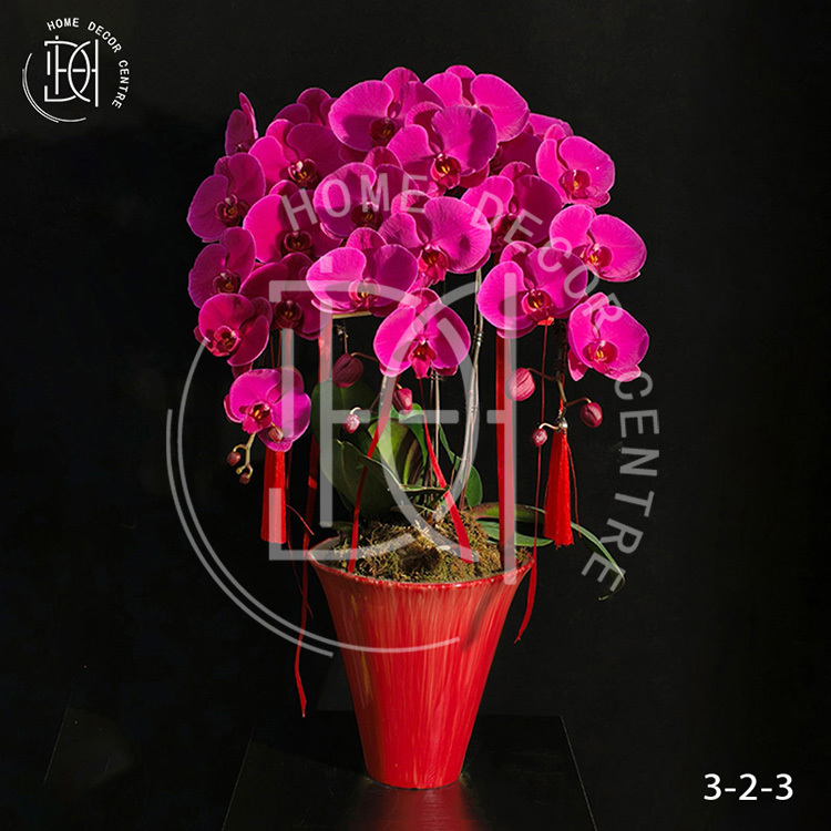 蝴蝶蘭大辣椒-單株3.5寸柸（3柸）N26-3-2