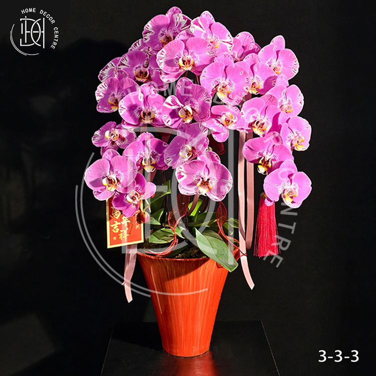 蝴蝶蘭藏寶圖-單株3.5寸柸（3柸）N26-3-3