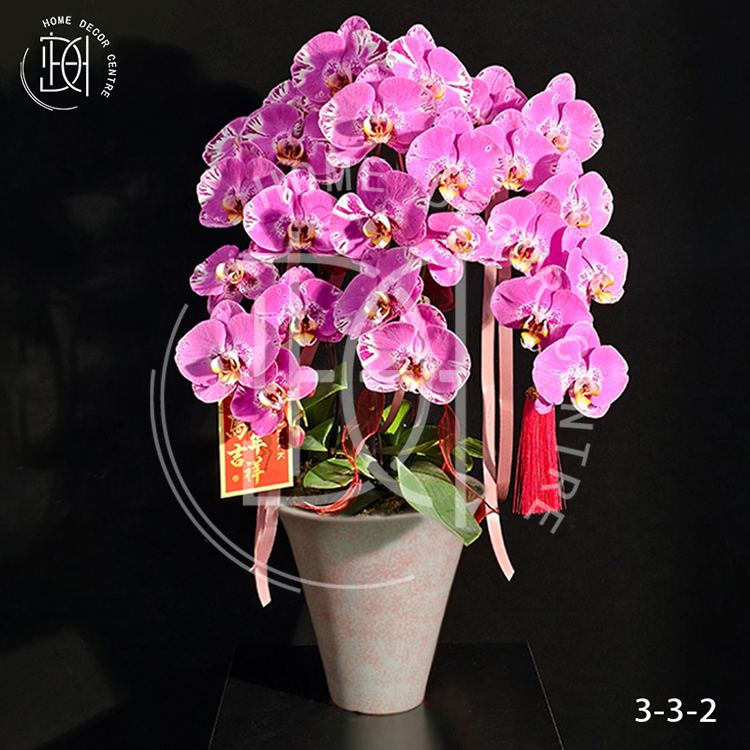 蝴蝶蘭藏寶圖-單株3.5寸柸（3柸）N26-3-3