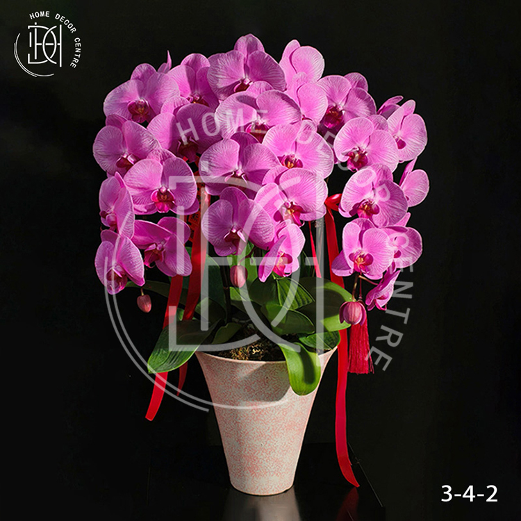 蝴蝶蘭愛麗絲-單株3.5寸柸（3柸）N26-3-4