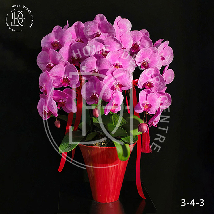 蝴蝶蘭愛麗絲-單株3.5寸柸（3柸）N26-3-4