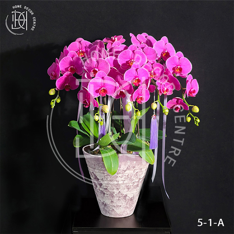 蝴蝶蘭恭喜發財-單株3.5寸柸（5柸）N26-5-1