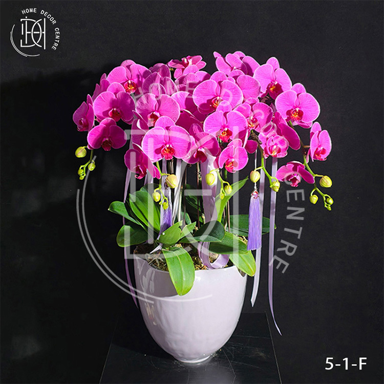 蝴蝶蘭恭喜發財-單株3.5寸柸（5柸）N26-5-1