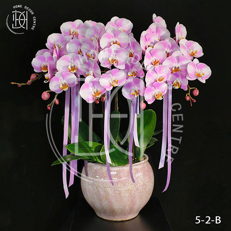 蝴蝶蘭明星-單株3.5寸柸（5柸）N26-5-2